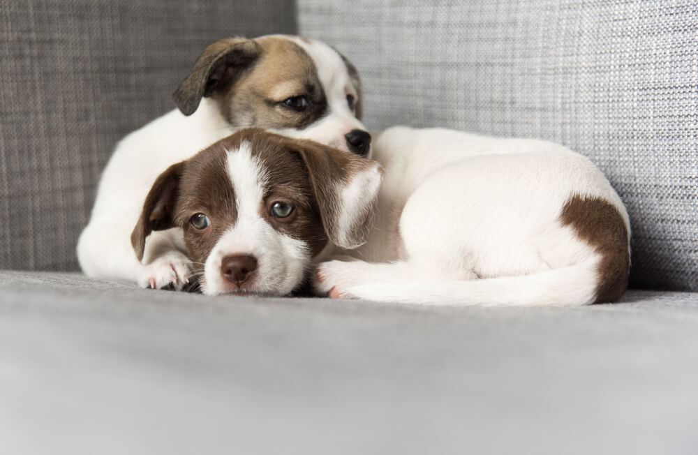 first vet visit for puppies